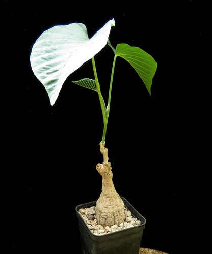 Ipomoea lapidosa euphorbia - ipomoea, lapidosa,
