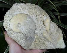 Fossile Pseudomelania