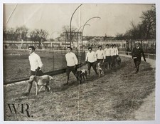 FRANCE 1936 - Greyhound racing dog competition - press photograph 30x40cm