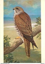 Animals - Birds - Raptors - Sacred Falcon - Art Painting by H J Slijper - CPM -