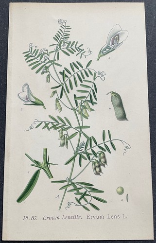 Botanique ervum lentille - lentille,