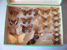 Ancienne vitrine boîte collection papillon entomologie cabinet curiosité n°8