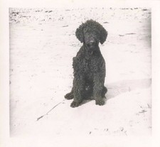 ANCIENNE PHOTOGRAPHIE ANIMAL