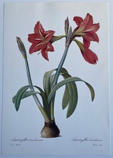 Botanique Amaryllis