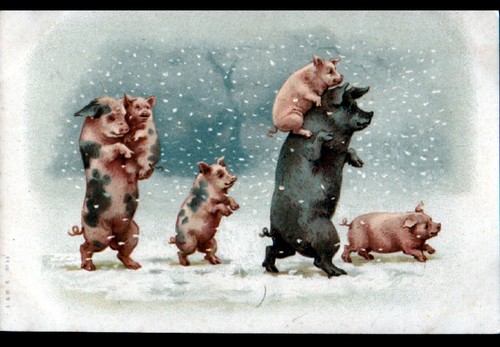 Les petits cochons truie - les,