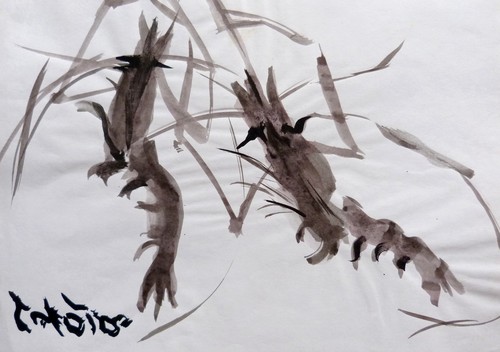 Dessin animalier les crevettes - les,