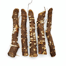 Racine / Bouture Paulownia –