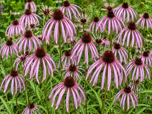 Echinacea pallida 250 - echinacea,