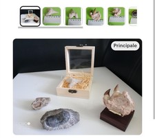 Lot X4 Natural Fossils Trilobite Shark Tooth Jaw Mosasaurus Matrix