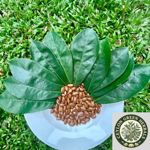 Graine annona muricata - graine, d'annona