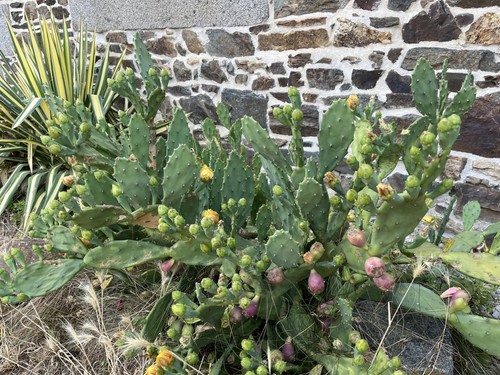 Opuntia inermis lot trois - inermis,
