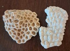 Corail Naturel Fossile De 5 À 6 cm Rare Collection minéraux ancien maritime