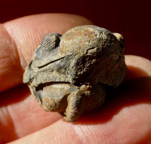 Trilobite dévonien des - trilobite,