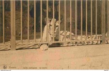 Animaux - Fauves - Lion - Zoo d'Anvers - Antwerpen - Lionne - CPA - Carte Neuve
