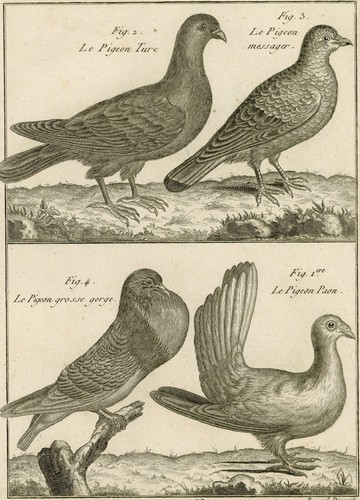Oiseau pigeon turc - turc, messager