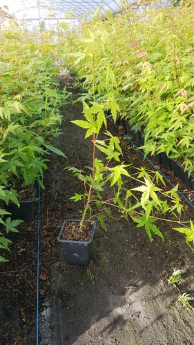 Acer palmatum erable - palmatum, /