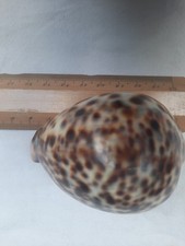 Tiger Cauris Shells Cypraea Tigris Shiny Pea 80MM
