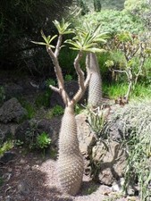 Pachypodium geayi | Elephant's