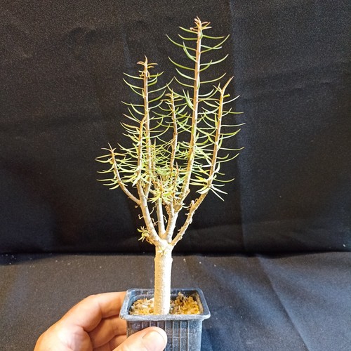 Euphorbia balsamifera caudex - euphorbia, balsamifera,