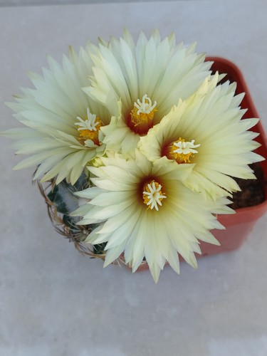 Escobaria viviparia cactus - escobaria,