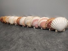 Lot 75 coquilles Saint Jacques