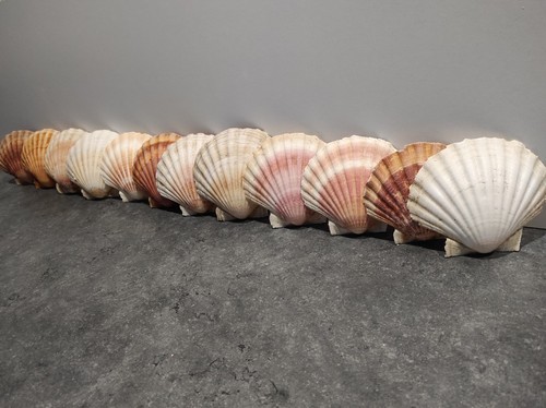 Lot coquilles saint jacques - lot, 75