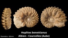 Ammonite Hoplites Beniattus