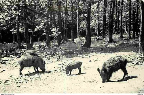 Carte postale animaux - carte,