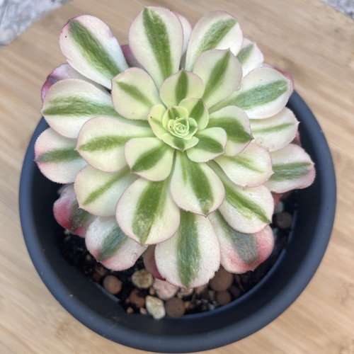 Aeonium pink witch - witch, (