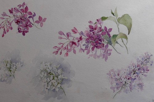Aquarelle ancienne fleurs 1898