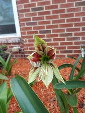 AMARYLLIS PAPILIO BULBS JUST