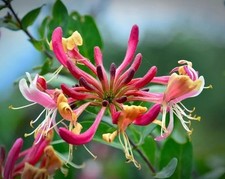 6 Boutures Chèvrefeuille des