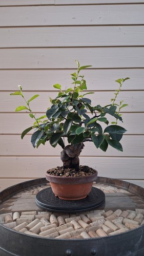 Bonsai pseudocydonia sinensis