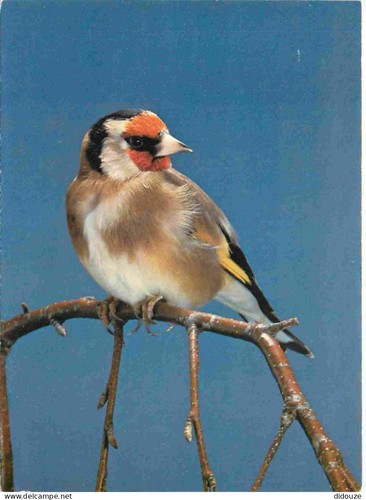 Carte postale animaux - carte,