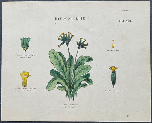 Herbier primevère gravure - primevère,