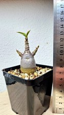 Adenium red caudex (kalamae f1