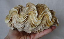 Cabinet de curiosité , superbe coquillage bénitier bivalve , 860 gr