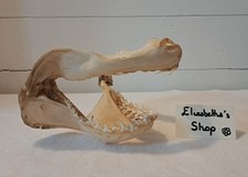 Véritable mâchoire de Requin