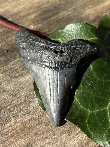 Megalodon shark tooth - shark,