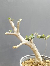 Bonsaï olivier 26 x 17 m en