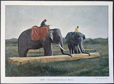 Ceylan Éléphants trainant un