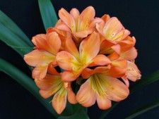 Clivia N°8 (Poorman’s Peach x Gem’s Excellence) #1 X Excellence F1 Versi