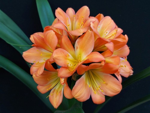 Clivia poorman s peach - n°8,