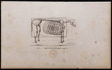 1860 - Squelette du bœuf de boucherie - Gravure ancienne & bovins - Zoologie