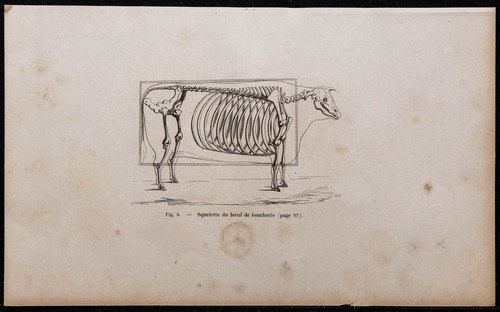1860 squelette bœuf - 1860,