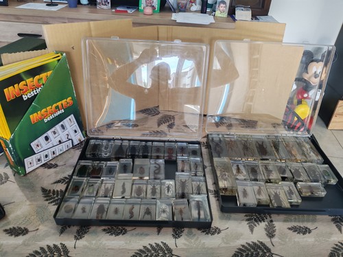 Lot insectes est - de,