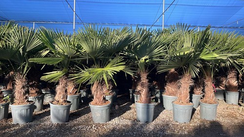 Palmier trachycarpus - palmier,