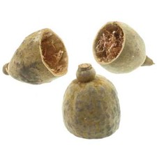 Moitié de fruit du baobab -