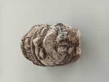 Buddha head Gandhara style stucco Pakistan / Afghanistan 