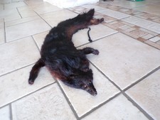 Véritable fourrure noire en